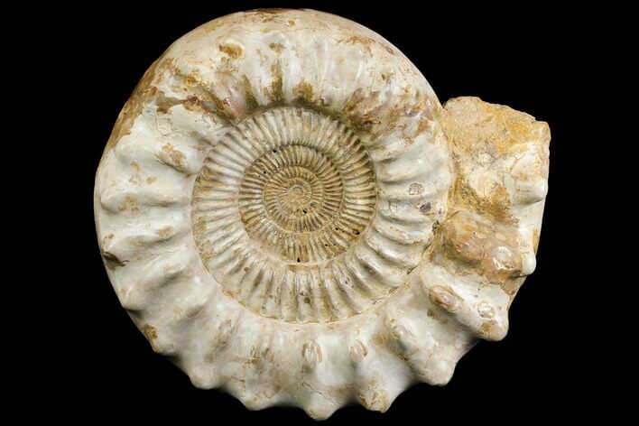 Huge, Jurassic Ammonite Fossil - Madagascar #137866